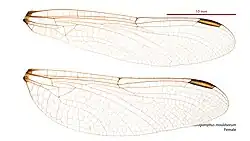 Female wings
