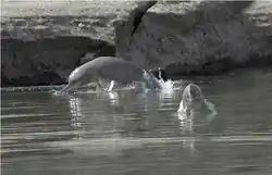 Two dolphins leaping out of water