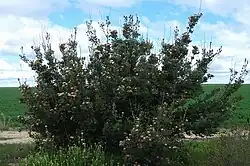 a large spreading shrub in an area of low vegetation less than 1&nbsp;m (3.3&nbsp;ft) high on a sunny day