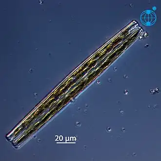 Stand-alone cell of Bacillaria paxillifer