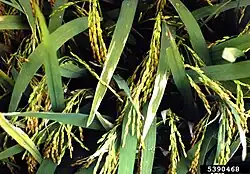 Xanthomonas oryzae pv. oryzae, bacterial blight of rice
