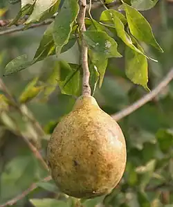 Ripe fruit, India