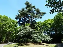 A cedar of Lebanon[8]