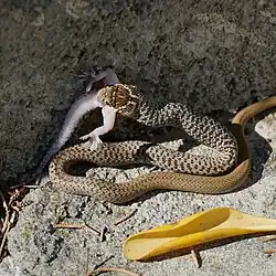 Eating a Mediterranean house gecko