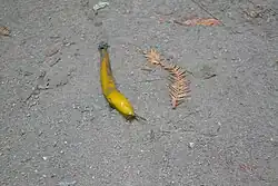 Banana slug on Purisima Creek Trail