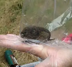 Bank vole, Myodes glareolus, in capture-release population study