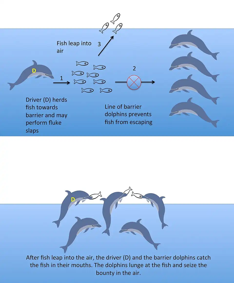 ↑&nbsp;A team of common bottlenose dolphins cooperate to make schooling fish jump in the air. In this vulnerable position the fish are easy prey for the dolphins.[53]