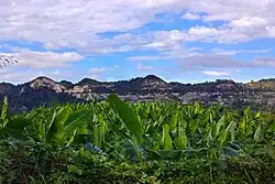 Plantain cultivation in Cibuco barrio