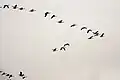 Bar-headed geese in flight