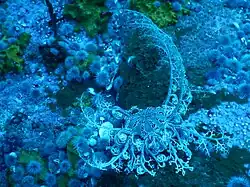 A basket star, located in an area known as "Star Wall", near Maori Bay, New Zealand at a depth of approximately 28&nbsp;m.