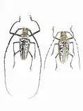 Batocera wallacei. Pair ex coll. Felix Stumpe