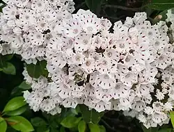 Bee pollinating mountain laurel on Occoneechee Mountain