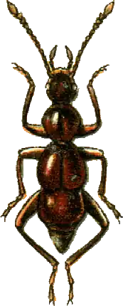 Bergrothia saulcyi Jacobson