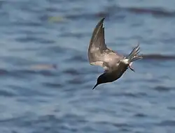 Black tern, Araslövssjön, Skåne