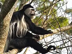 Black and White Colobus Monkey