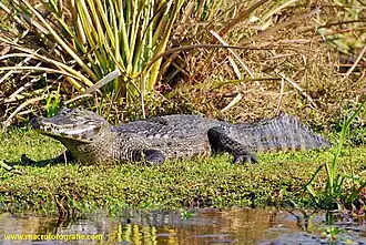 Black caiman