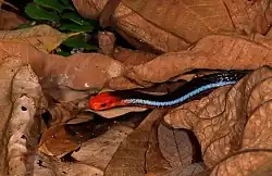 Blue Malayan coral snake