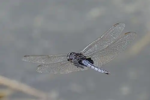 male in Kruger National Park