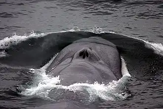 Endangered blue whale, the largest living animal[358]