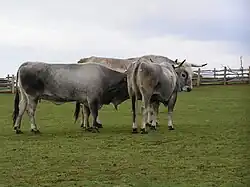 Boškarin cattle