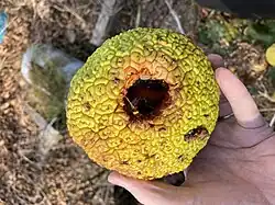 Fruit burrowed into by seed-eating animal