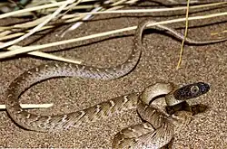 Boiga trigonata from Iran By Omid Mozaffari