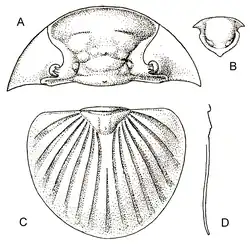 Schematic Trilobite Bojoscutellum paliferum (Beyrich, 1845). A) cephalon B) hypostome C) pygidium D) width of pygidium