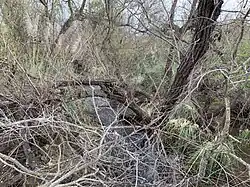 Bonita Creek near its junction with San Diego Creek