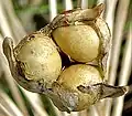 Single, dehiscent, tricorn seed capsule revealing 3 seeds