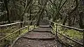 Enchanted Forest, Garajonay National Park, La Gomera, Spain
