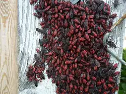 A mass of eastern boxelder bugs on a fencepost in Bolton, Ontario in September 2018.