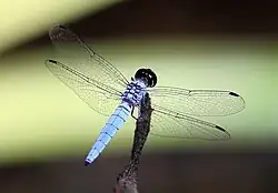 Highlighting seven antenodal crossveins in the forewing and six in the hindwing