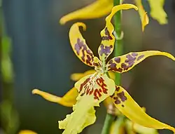 × Brassidium Fly Away 'Miami'