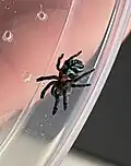 Brazilian jewel tarantula
