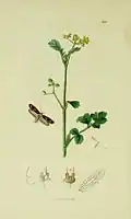 Illustration from John Curtis's British Entomology Volume 6
