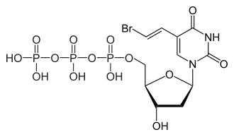 Brivudine 5'-triphosphate, the active metabolite