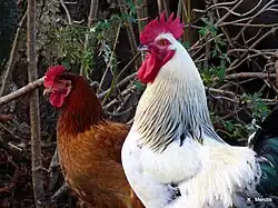 A white rooster and a brown hen standing in a wooded area