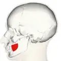 Position of buccinator muscle (red)