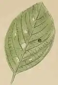 A mined and gnawed leaf of Rhamnus frangula