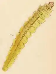 Colour drawing of Bucculatrix quinquenotella larva. it looks like a long yellow caterpillar with a darker stripe down its back and a brown head.
