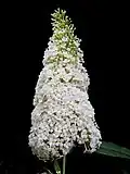 Buddleja davidii 'White Profusion' cultivar flowers
