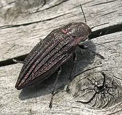 A large beetle, shaped like a shield, on a wooden sunlit surface