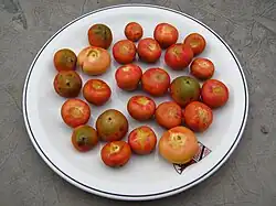 Fruit collected from a tree in Sertão Santana, Rio Grande do Sul, Brazil.