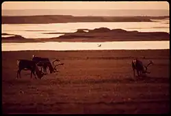 Wild caribou grazing near the Sagavanirktok River