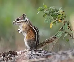 Brown chipmunk