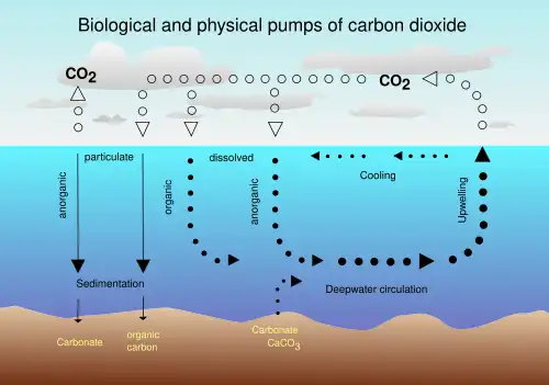 Image 22Air-sea exchange of CO2 (from Carbon dioxide in the atmosphere of Earth)