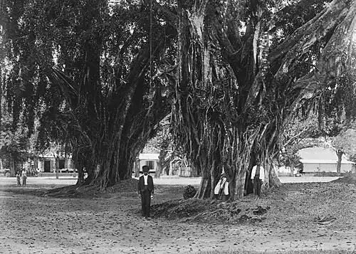 Tree in the alun-alun (city square) of Lumajang, East Java. The iconic tree toppled in January 2021[24]