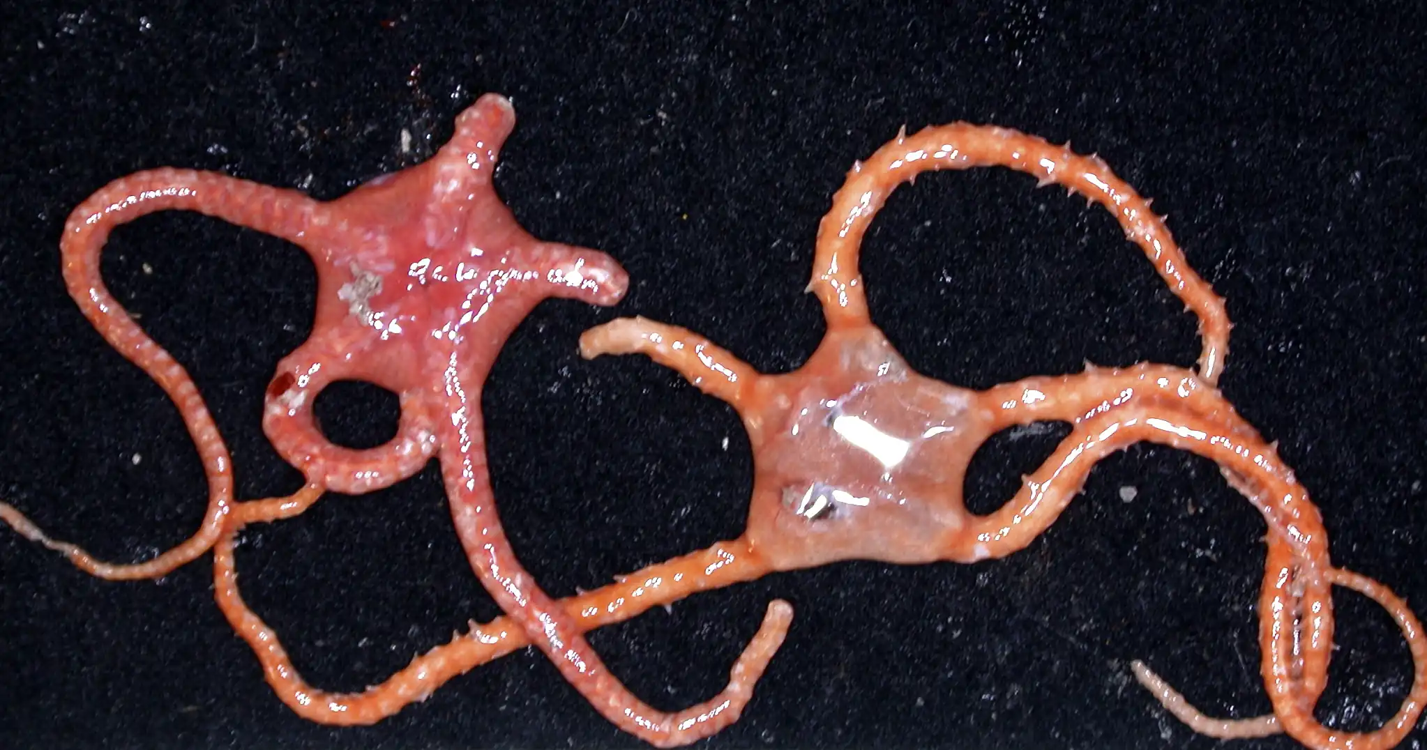 CSIRO_ScienceImage_11049_A_new_species_of_Ophiomyxa_brittlestar