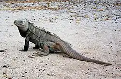 C. ricordii, Cabritos Island