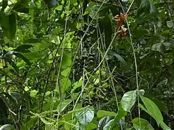Flower buds and immature fruit